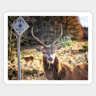 Stag at the Passing Place Sticker